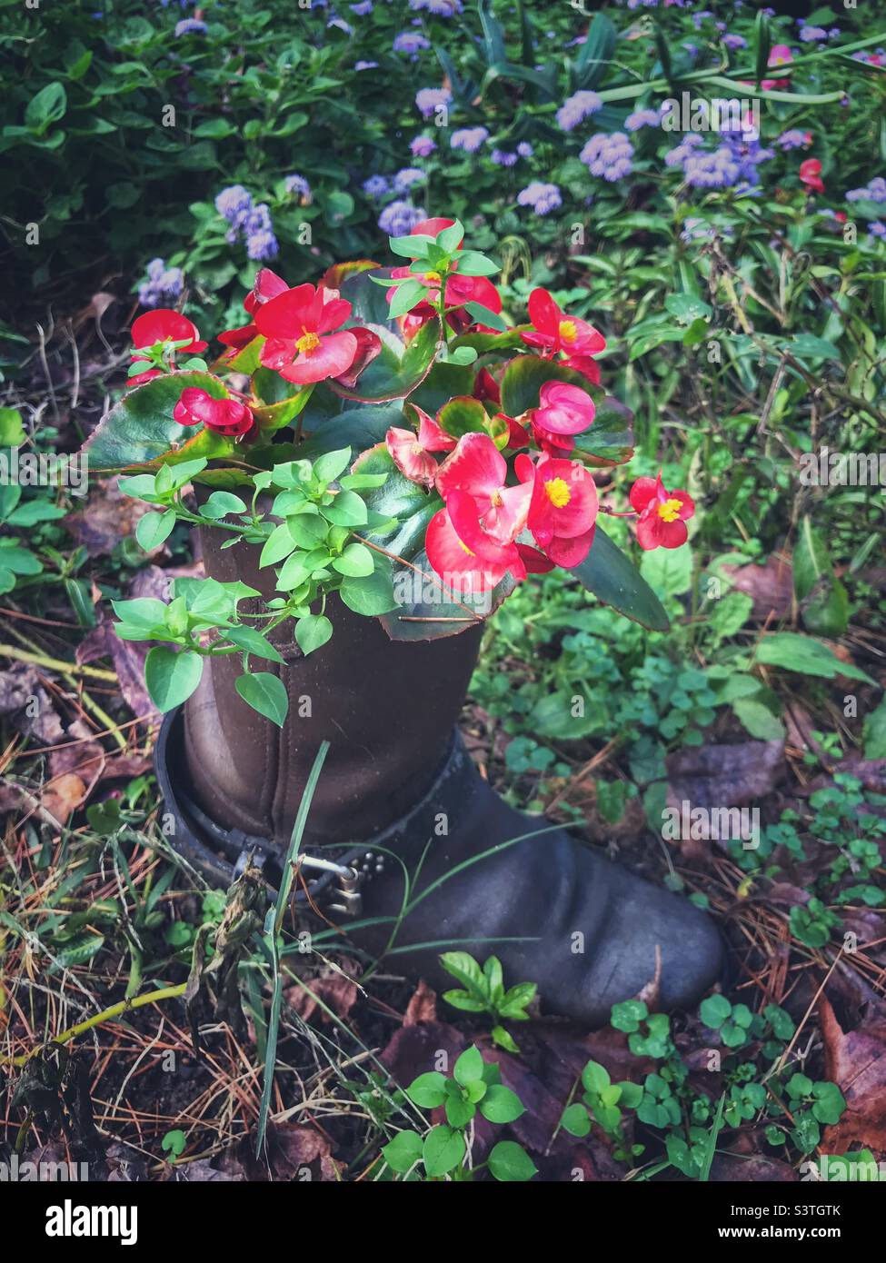 Pink begonias in a planter made from a cowboy boot, with lavender ageratum flowers in the background - Smartphone Captured Stock Image