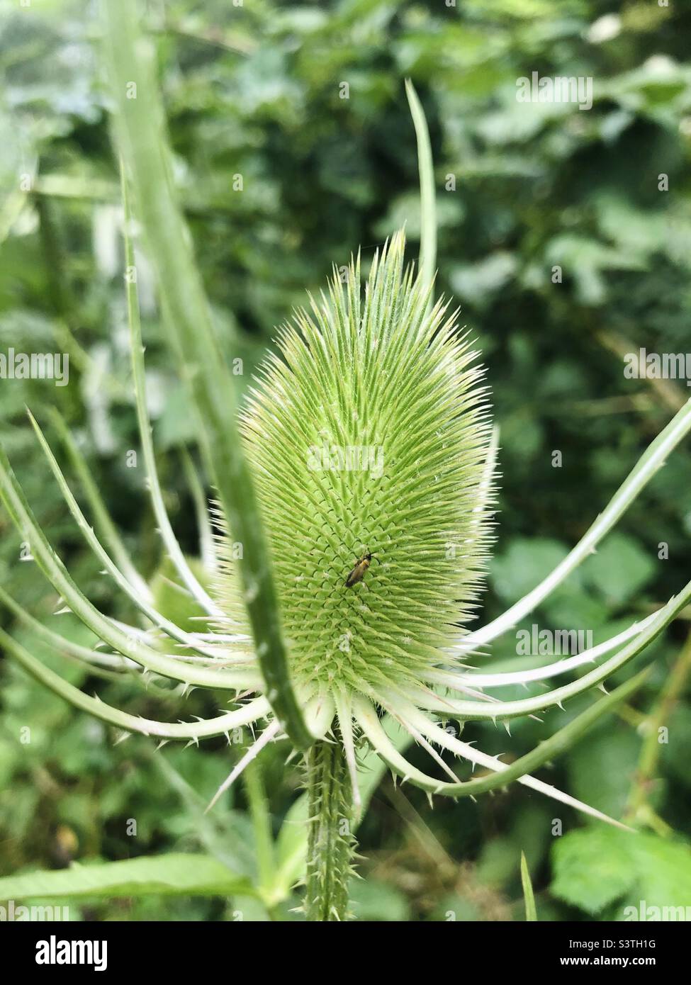 A tiny bug on a milk thistle plant Stock Photo