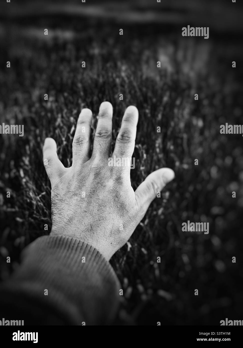 Black and white image of a hand in a field Stock Photo
