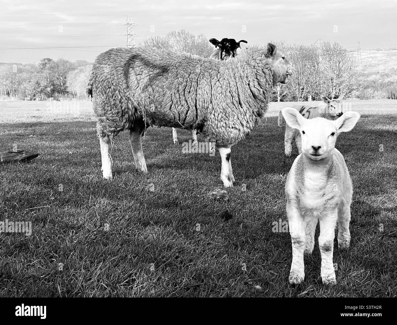 Lamb Black and White Stock Photos & Images Alamy