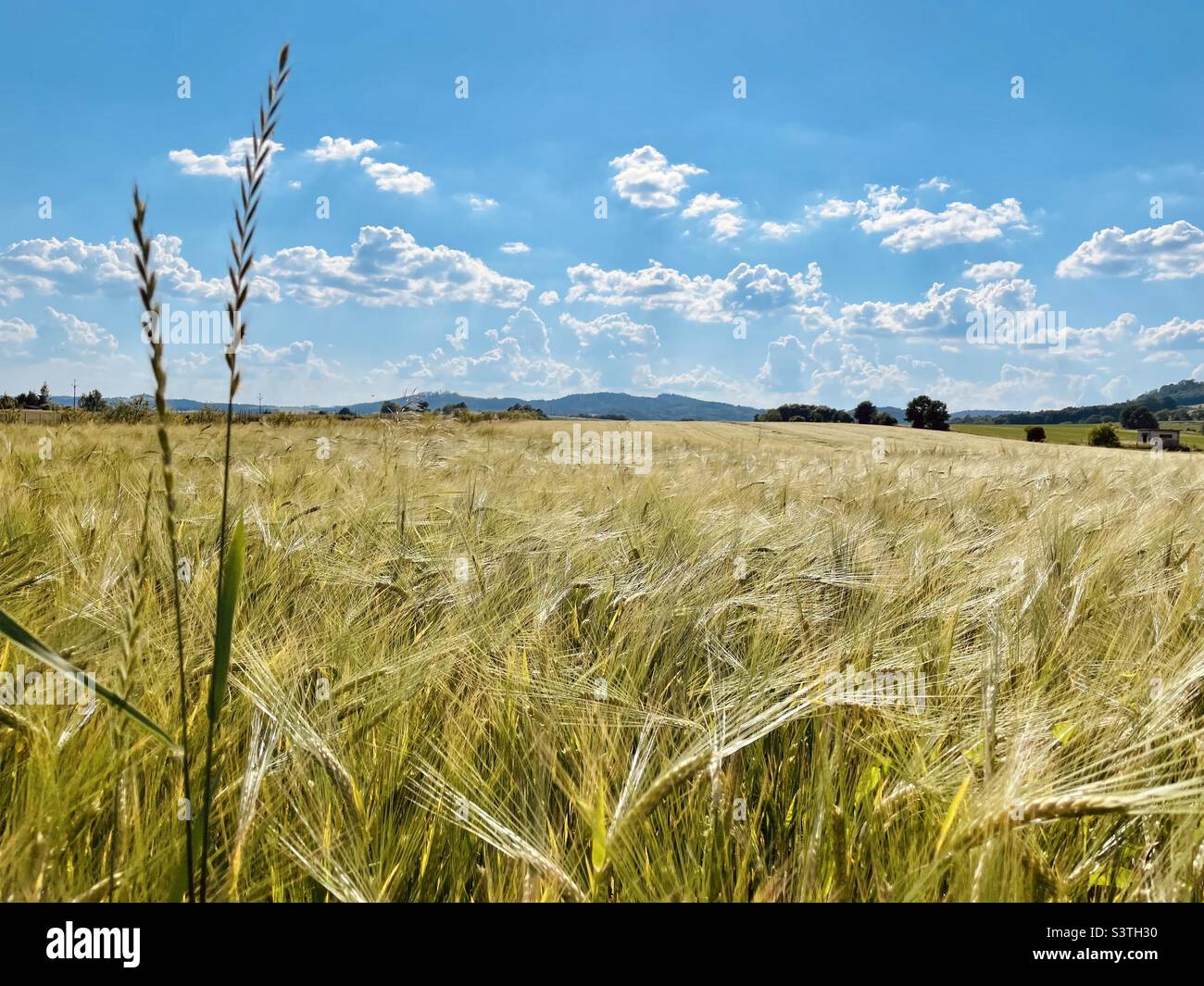 Vlčak - Smartphone Captured Stock Image