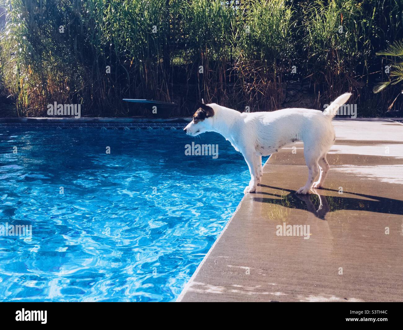 Dog standing at the edge of swimming pool on a sunny day. - Smartphone Captured Stock Image