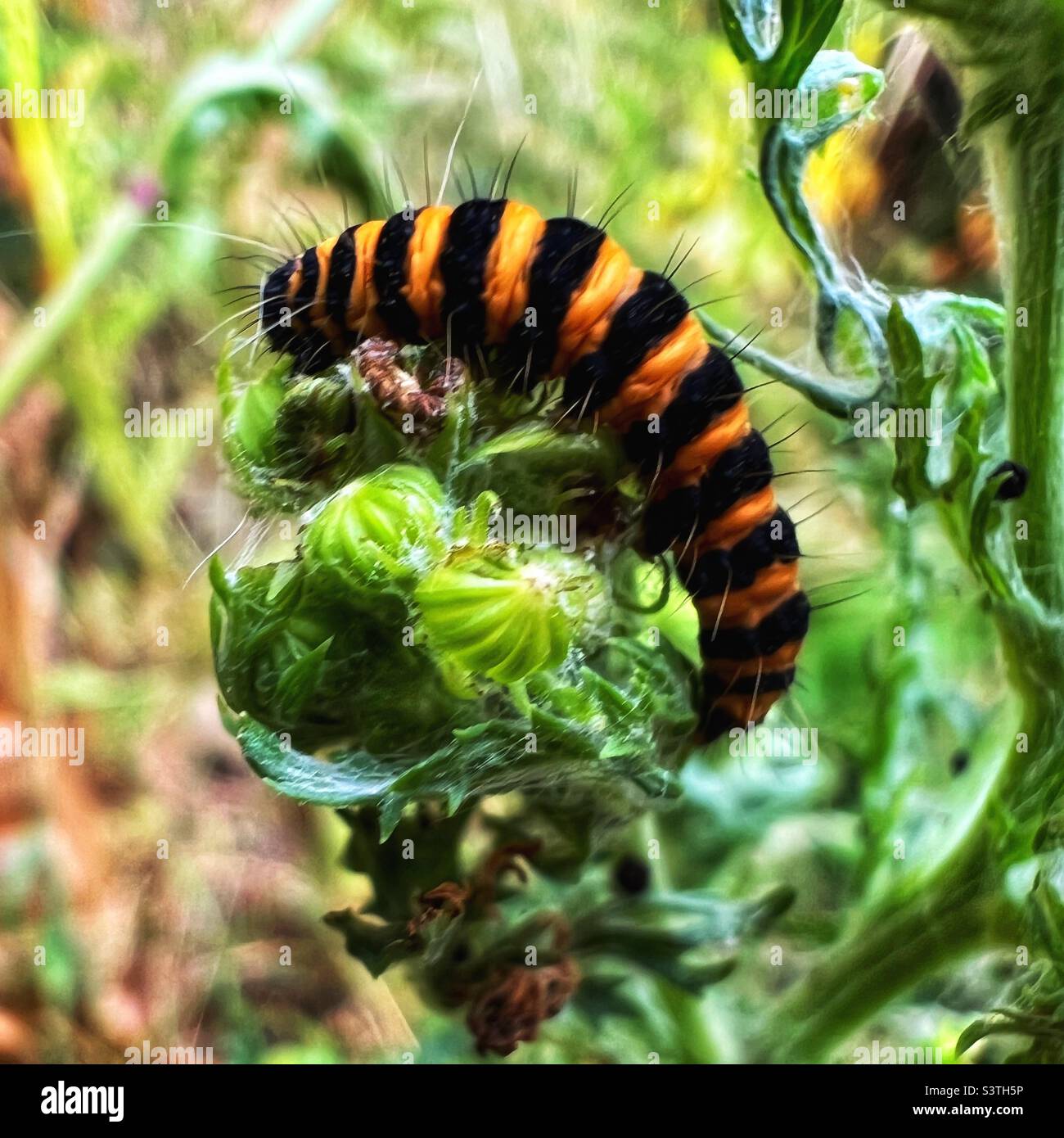 Cinnabar moth caterpillar Stock Photo Alamy
