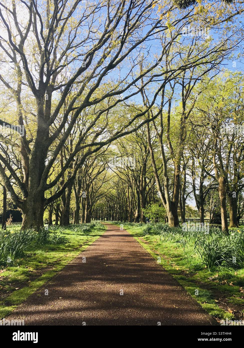 A forest path, flanked on one side by a tree and on the other by a