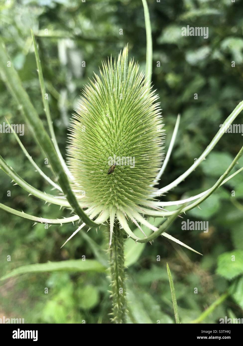 Close up shot of milk thistle with a big on it Stock Photo