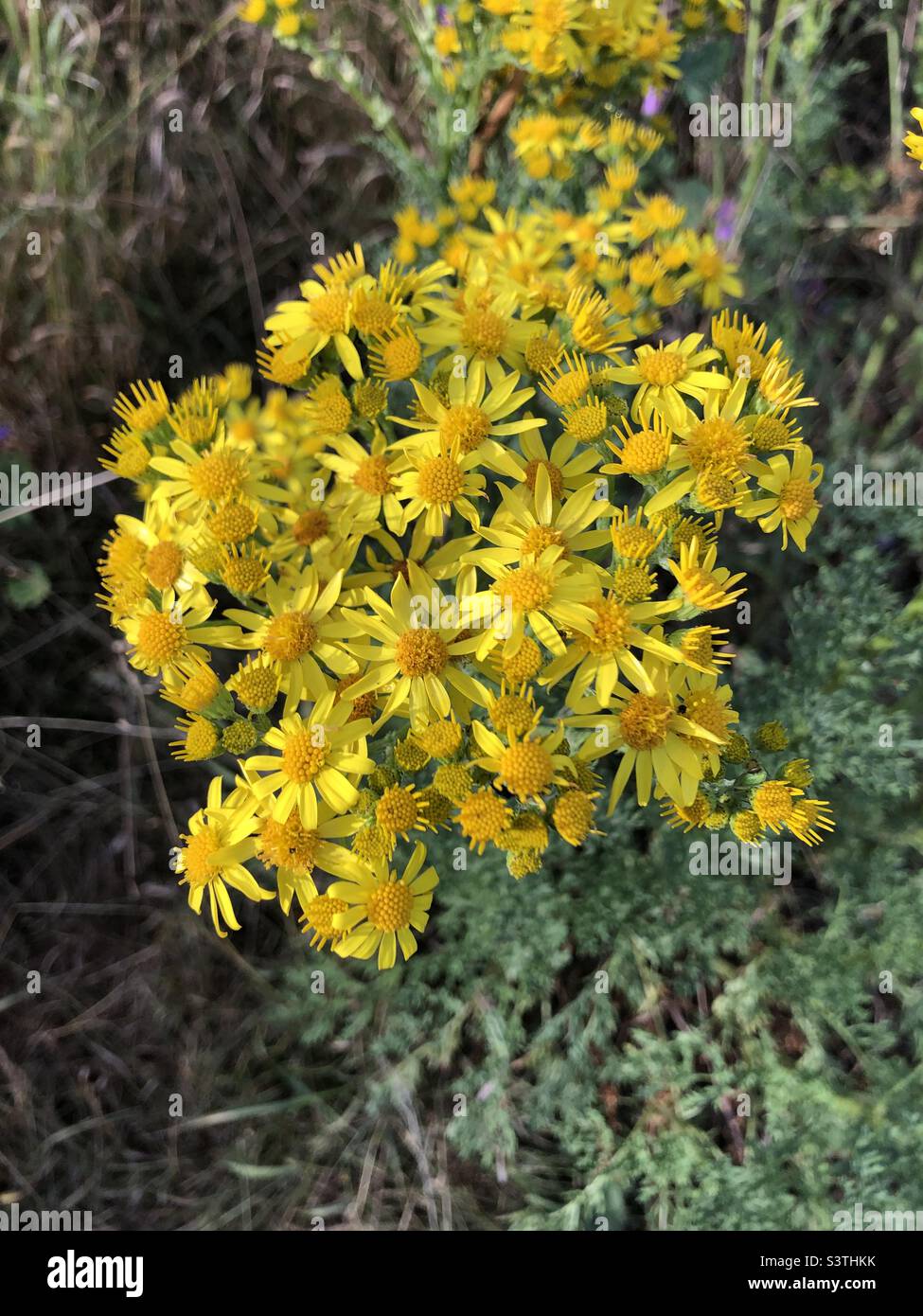 Yellow flowers Stock Photo