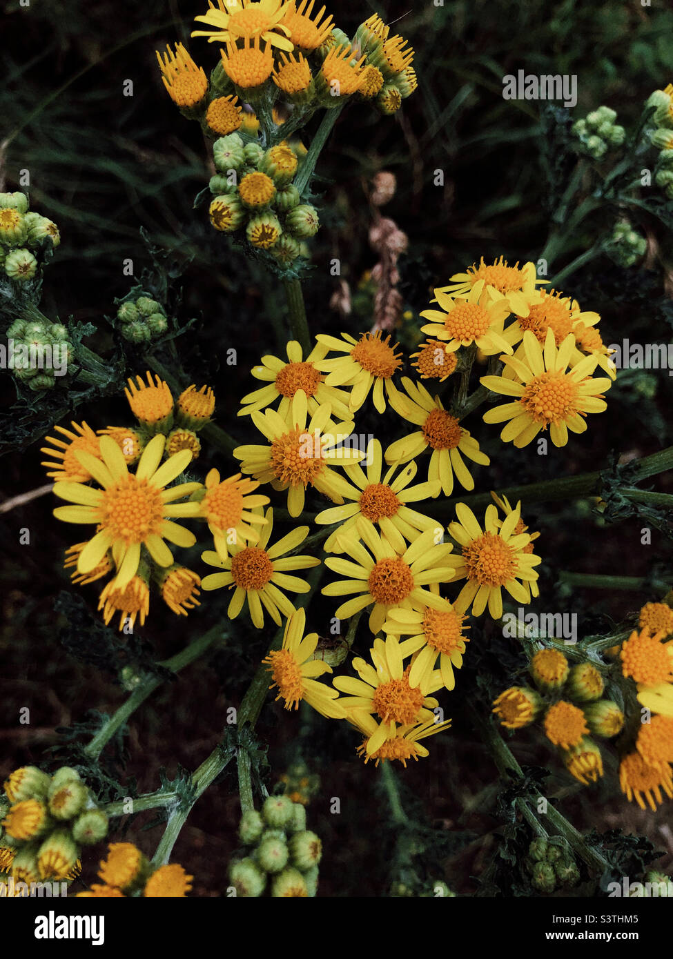 Beautiful flowers in nature Stock Photo