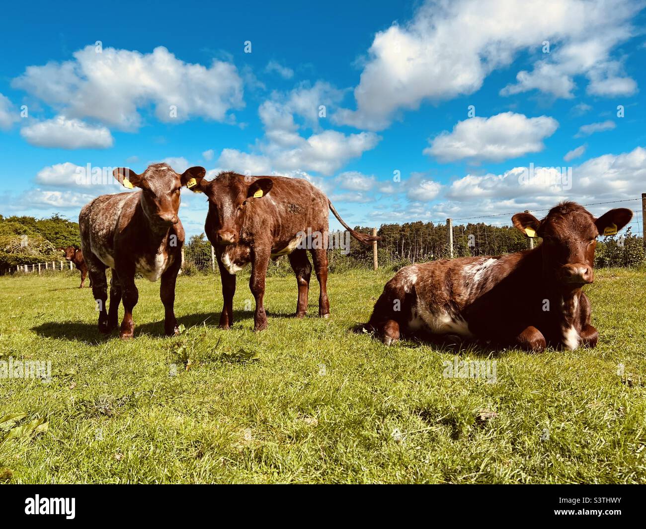 Cows grazing in a field Stock Photo