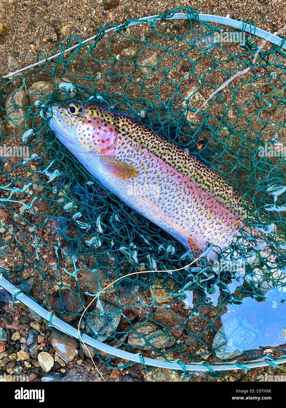 Rainbow trout in net, caught by fly fishing Stock Photo Alamy