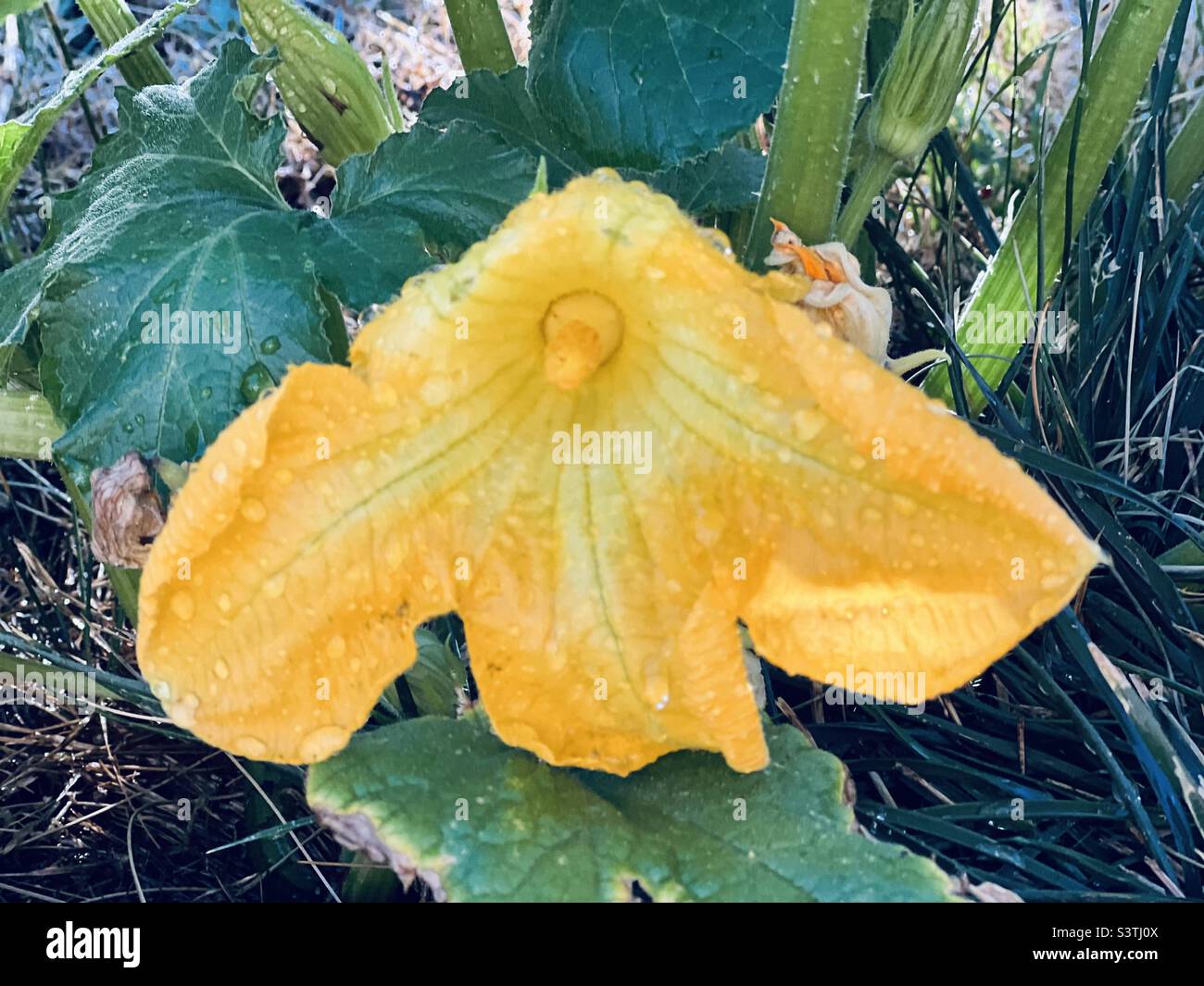 Yellow flower from the pumpkin patch and green leaves from the pumpkin vine Stock Photo