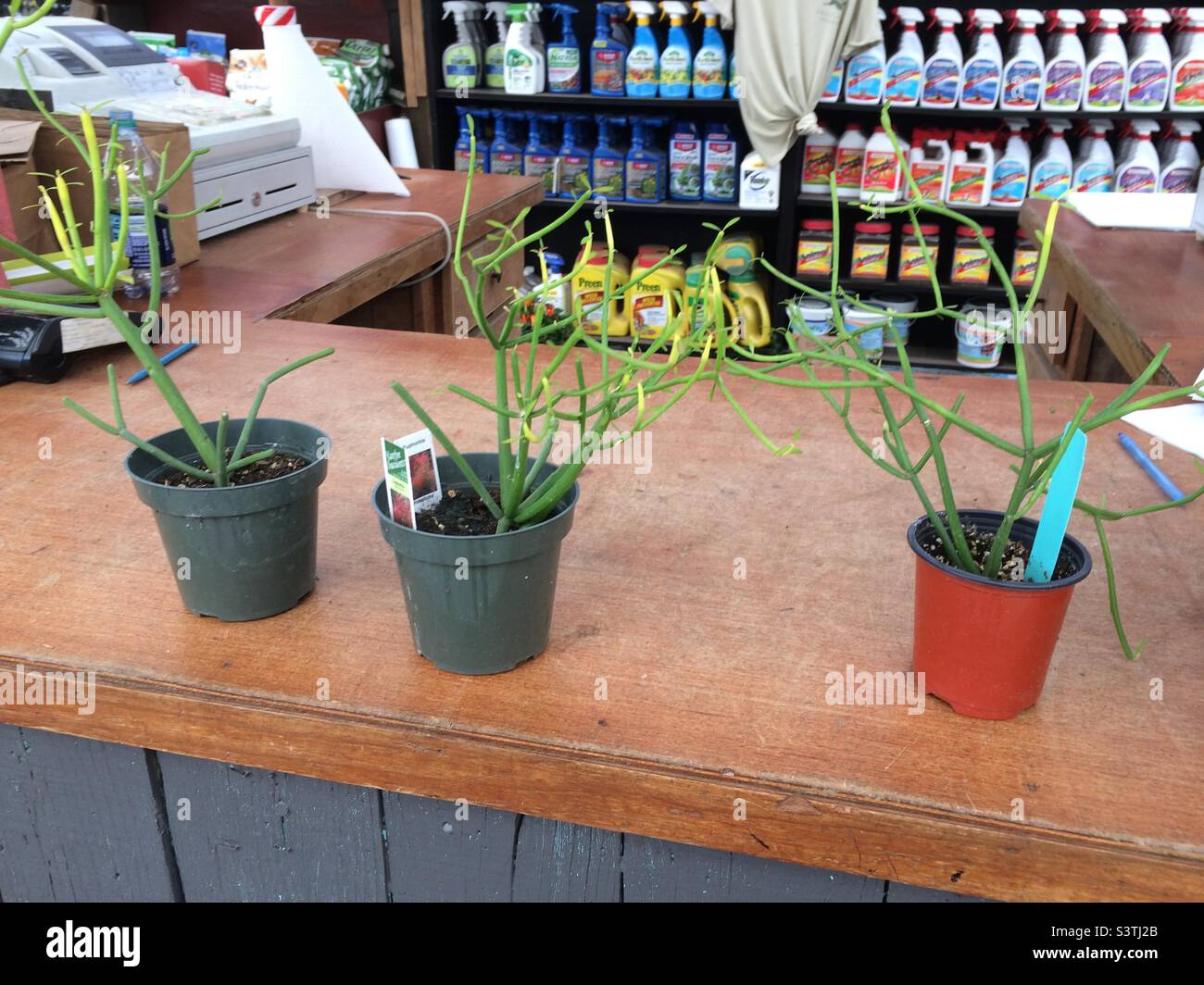 Pencil cactus (Euphorbia tirucalli) at plant shop Stock Photo