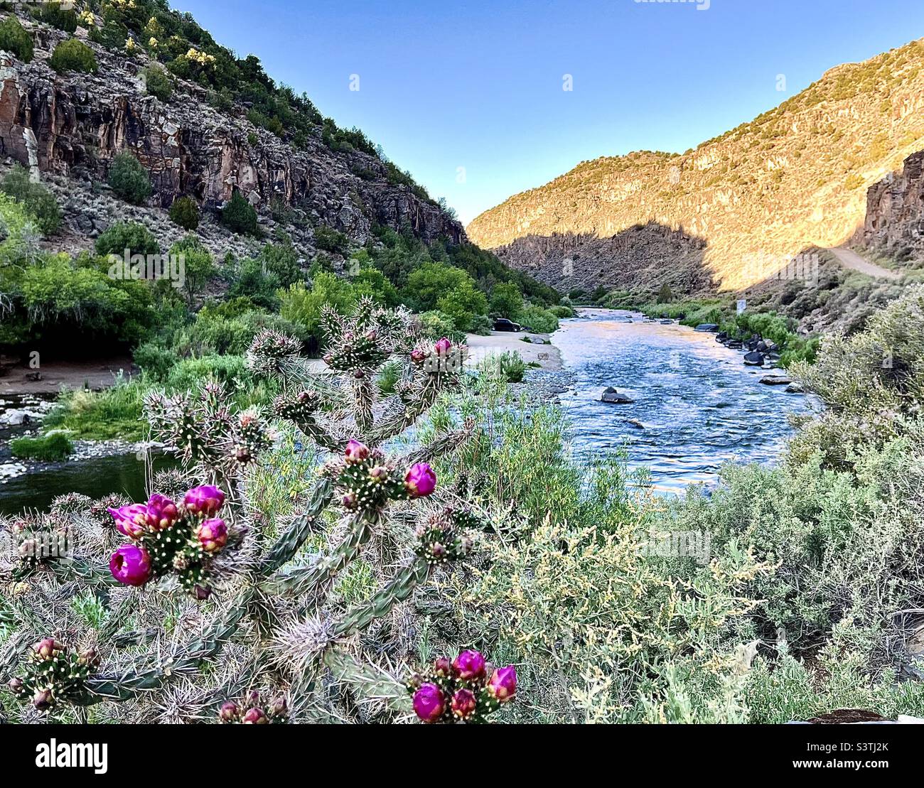 Rio Grande and flowering cactus at John Dunn Bridge, New Mexico Stock Photo