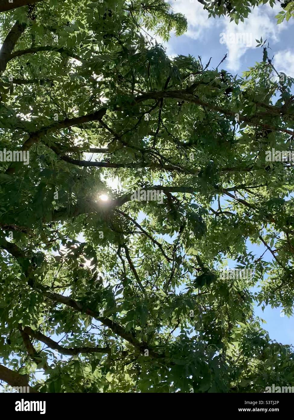 Sunlight beaming through tree branches and leaves Stock Photo
