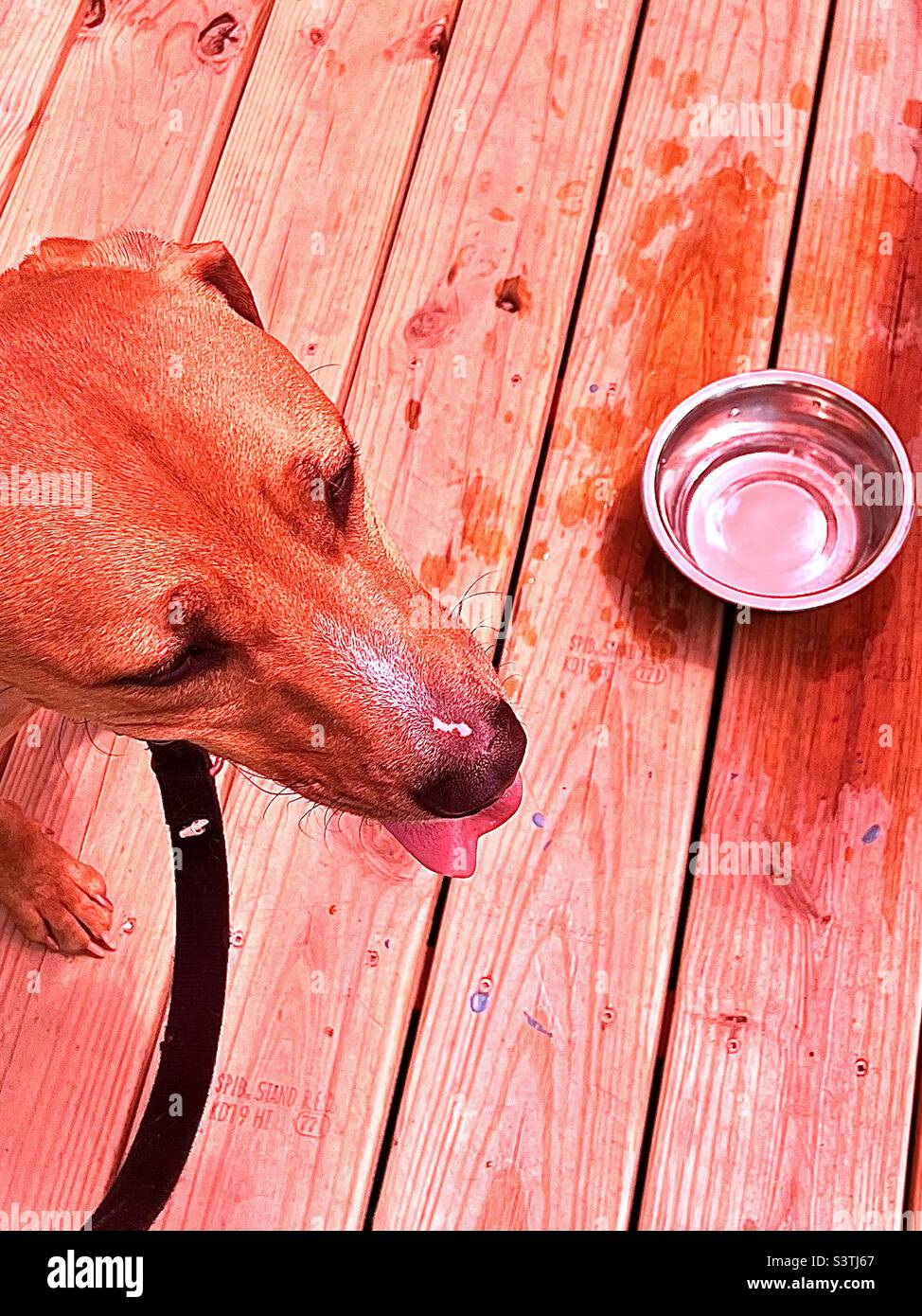 Dog by water bowl on sunny day Stock Photo