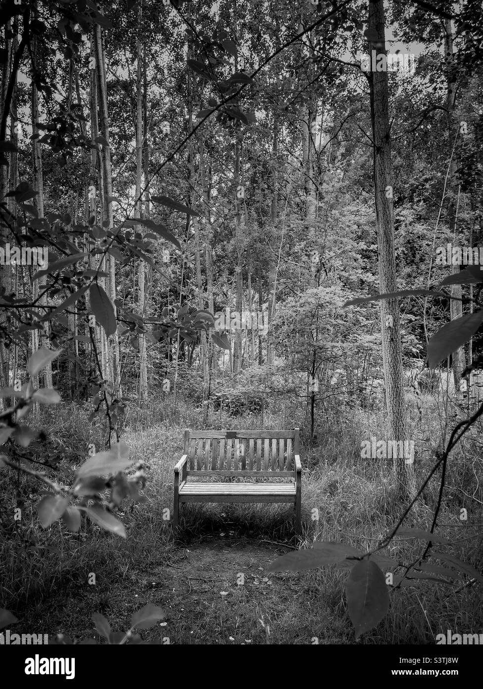 Isolated bench in clearing in wood - Smartphone Captured Stock Image