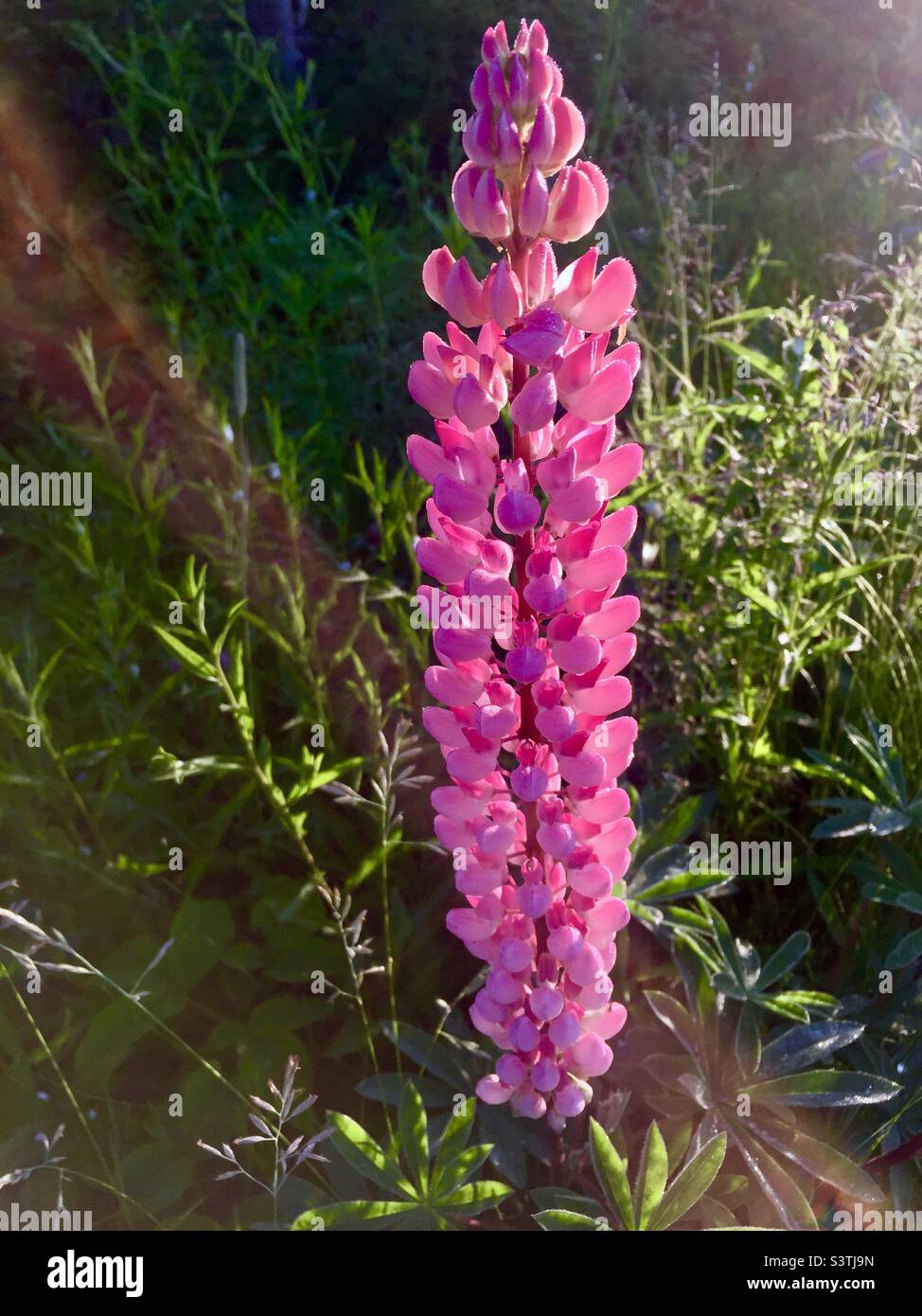 Pristine lupines stalk in a woodland setting. Nova Scotia, Canada. Natural habitat wild flower.  No human tending. Concepts: standing tall, beautiful by nature, nuanced. Stock Photo
