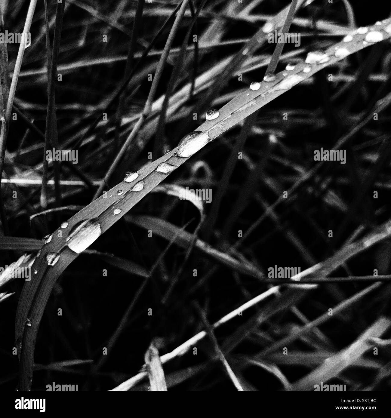 Raindrops grass hi-res stock photography and images - Alamy