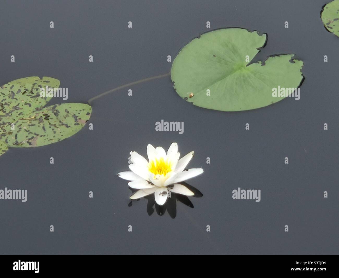 Water lily on the water Stock Photo