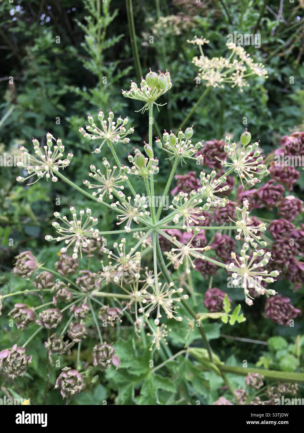 Wild Parsley seed heads in a hedgerow in the uk Stock Photo Alamy