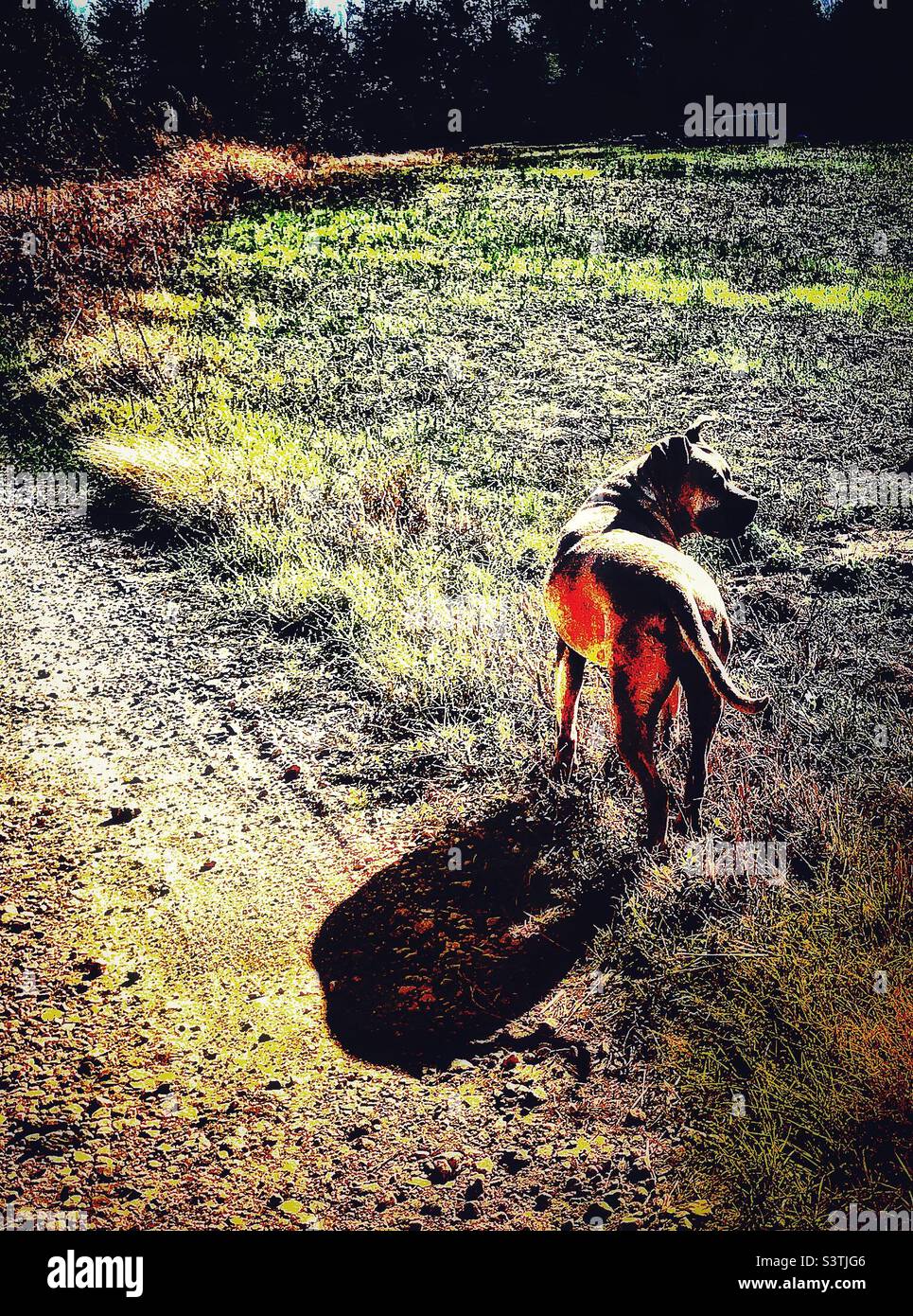 High contrast photo of pensive looking dog with long shadow near gravel road Stock Photo