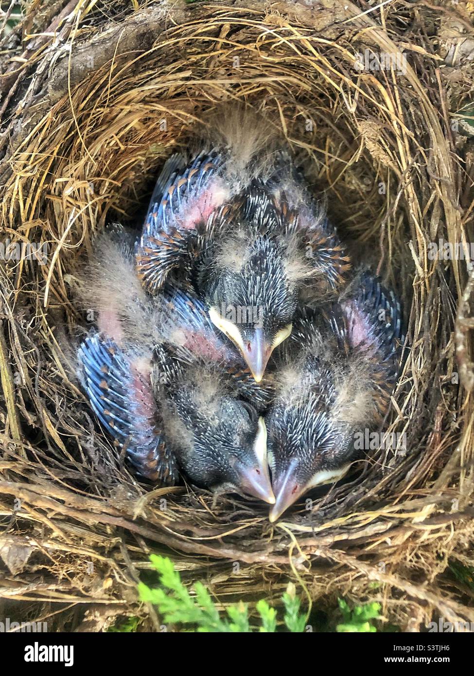 Blackbird chicks in springtime, Hampshire garden United Kingdom - Smartphone Captured Stock Image