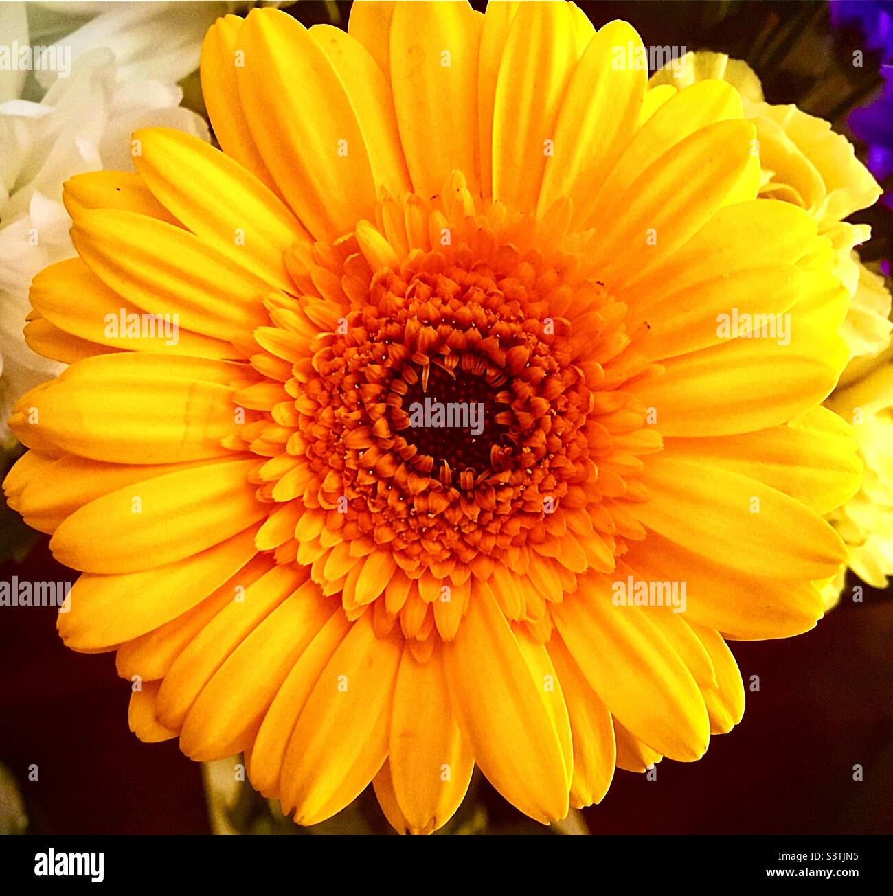 Gerbera - Sunny Yellow Gerbera Daisy Stock Photo