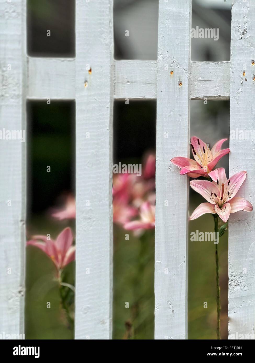 Pink Lillies blooming though white  fence - Smartphone Captured Stock Image