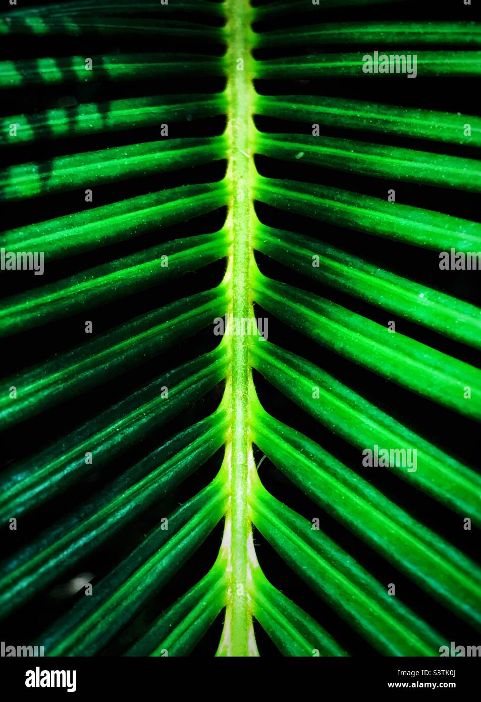 Texture green leaf hi-res stock photography and images - Alamy
