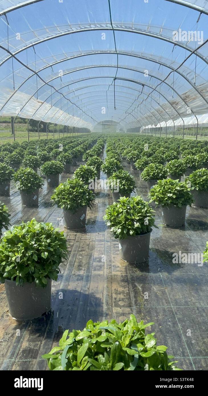 Greenhouse irrigation watering plants in pots Plant nursery Stock