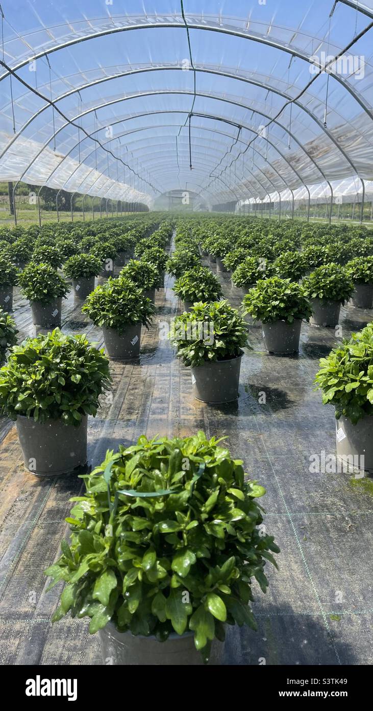 Greenhouse irrigation watering plants in pots Plant nursery Stock Photo Alamy