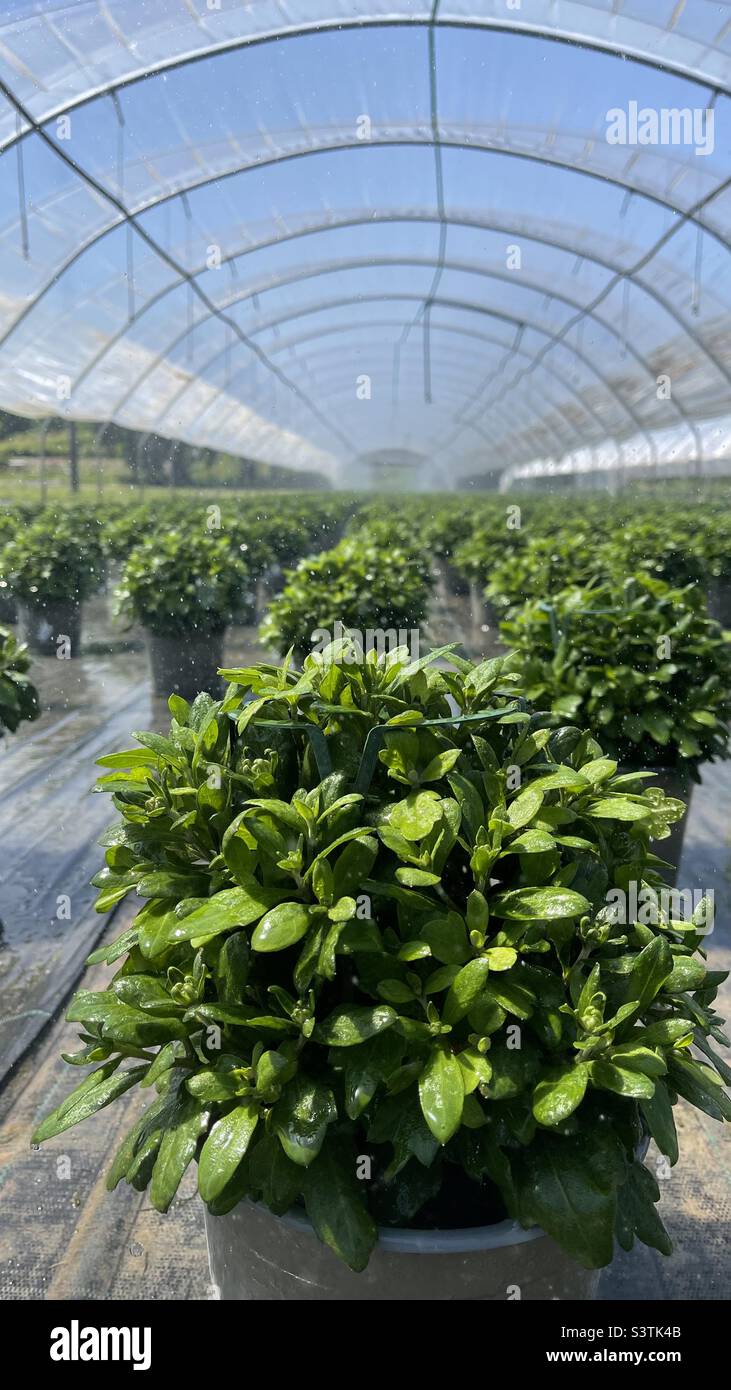 Greenhouse irrigation watering plants in pots Plant nursery Stock Photo Alamy