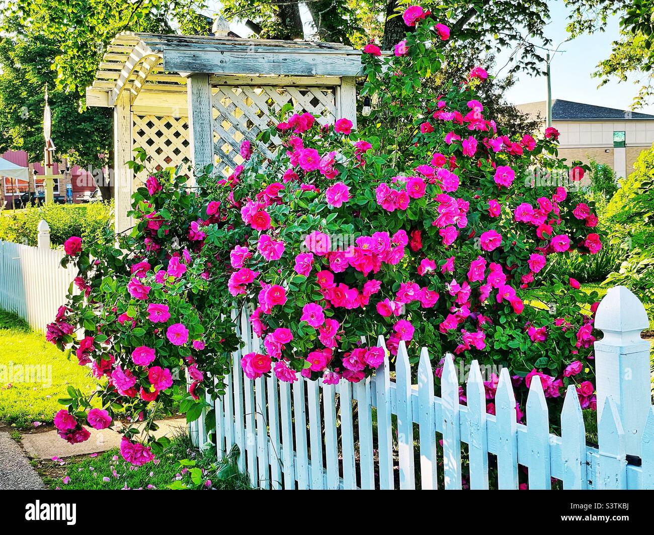 Climbing roses falling over a white picket fence Stock Photo Alamy
