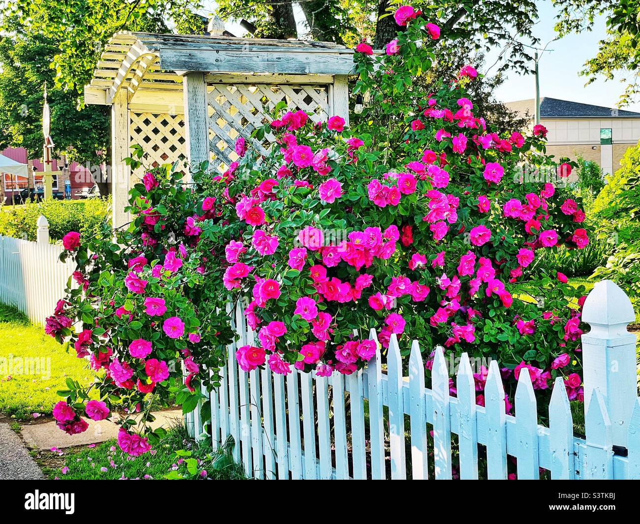 Climbing roses falling over a white picket fence. Stock Photo