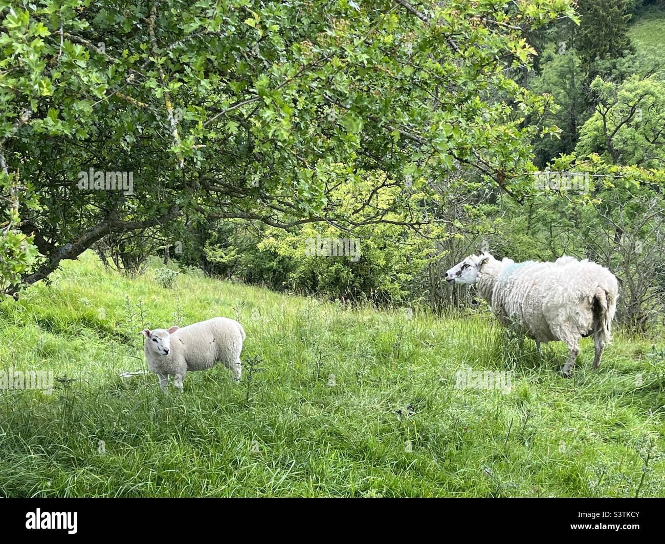 Sheep with her Lamb grazing in the Peak District Stock Photo - Alamy
