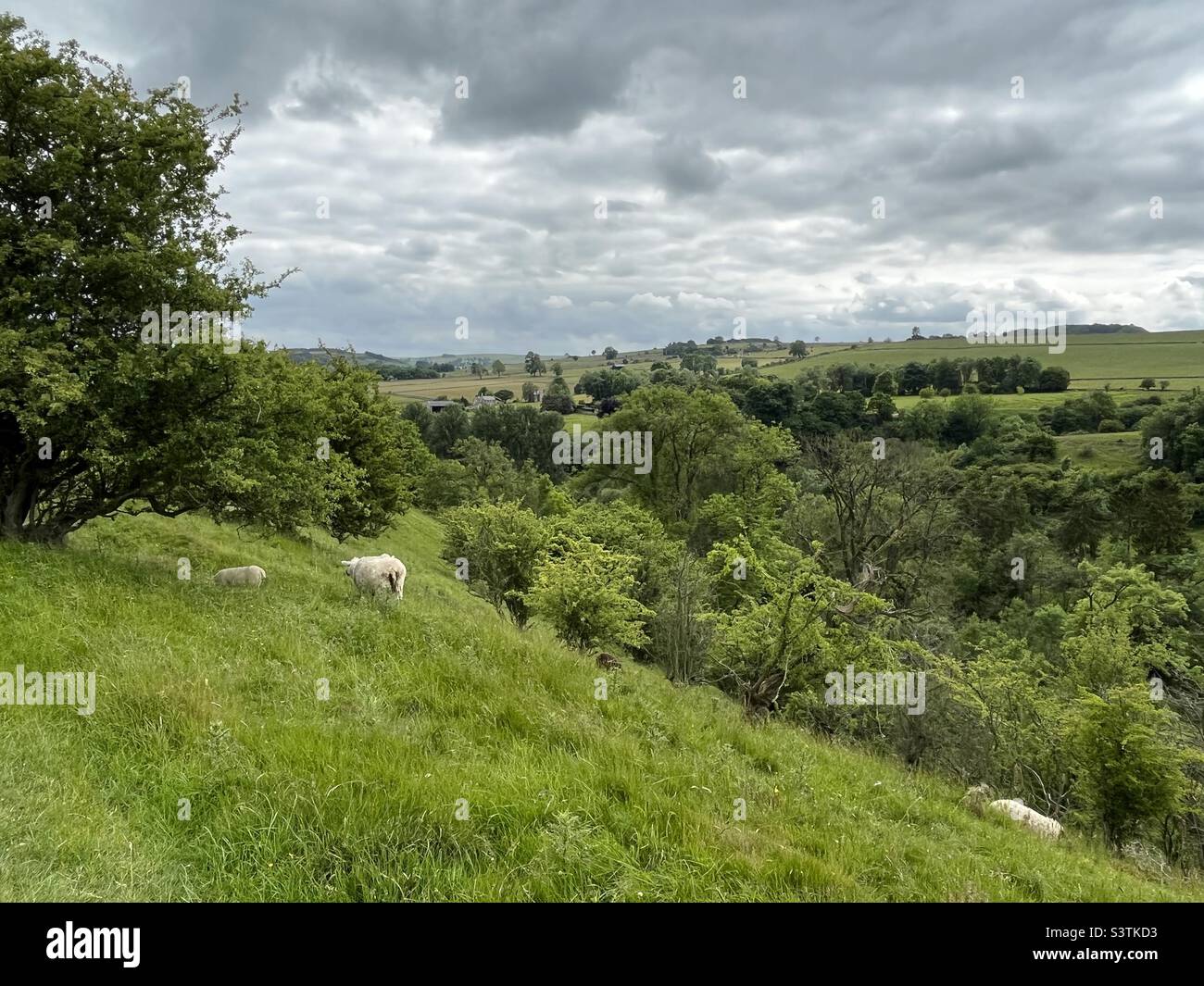 Sheep grazing in the Peak District Stock Photo - Alamy