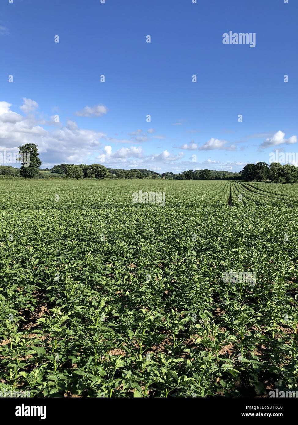 Field of potatoes in July in North Yorkshire, England, United Kingdom Stock Photo