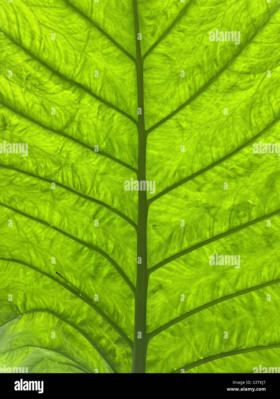 Abstract background of bright green toro leaf - Smartphone Captured Stock Image