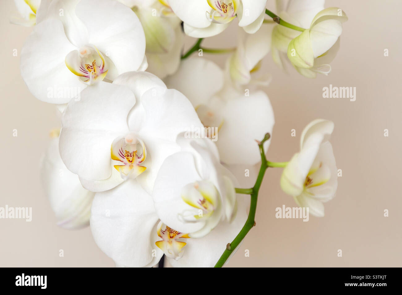 Beautiful white orchid blooms, natural background closeup Stock Photo