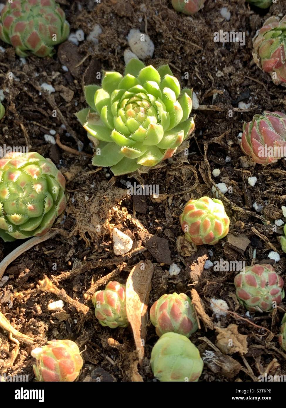 Hens and chicks succulents - Smartphone Captured Stock Image
