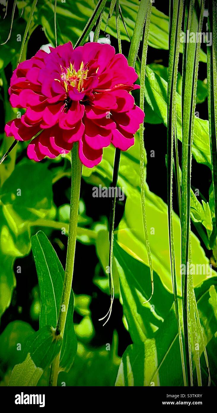 Flowers 🌸 flowers 🌸 why you are so beautiful 🤩 Stock Photo Alamy