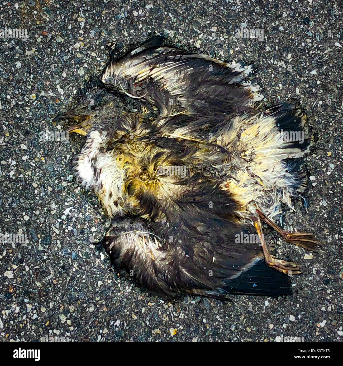 Traffic victim - Smartphone Captured Stock Image