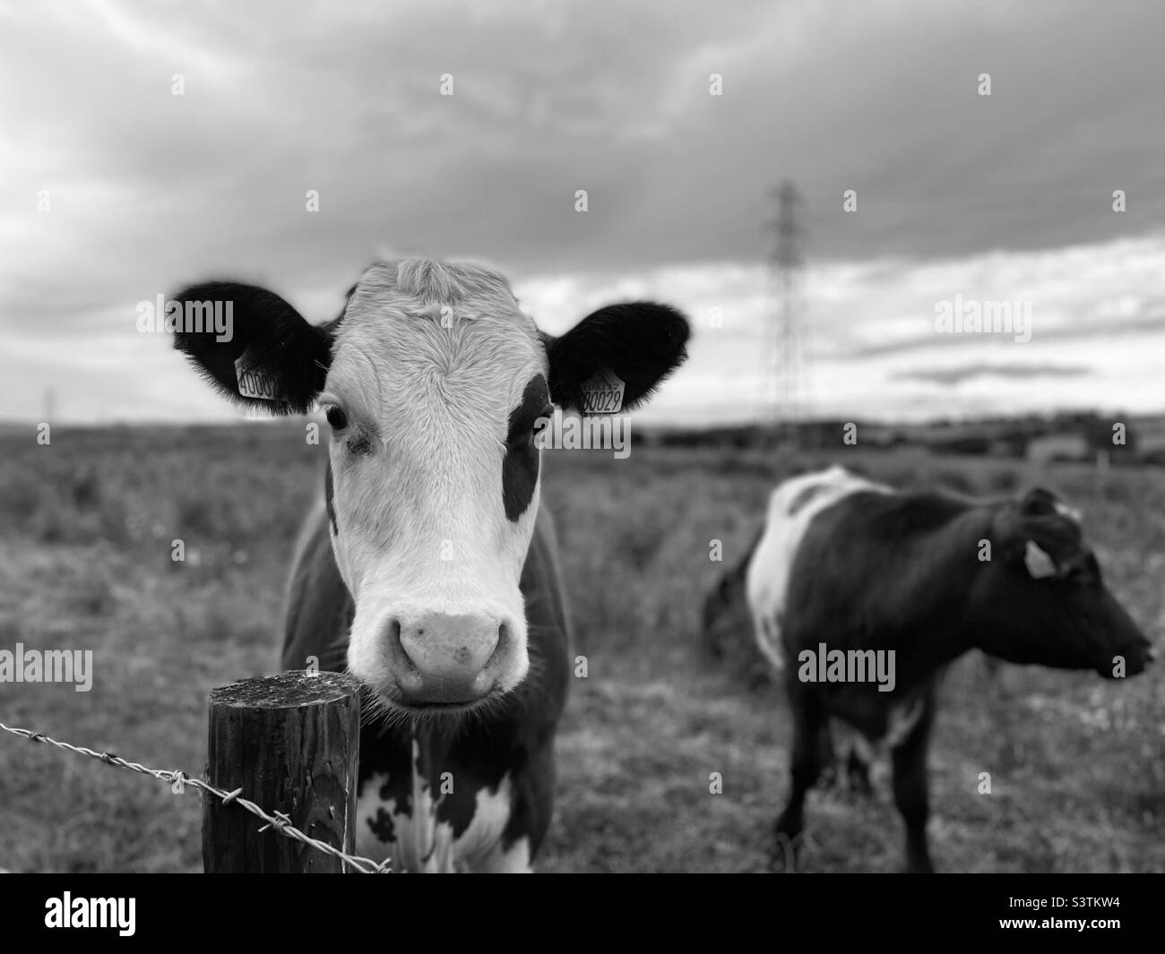Black and white cows in a field Black and White Stock Photos & Images ...