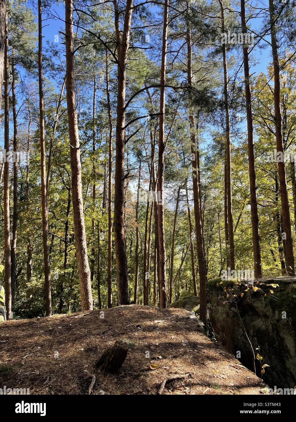 Autumn in forest Stock Photo