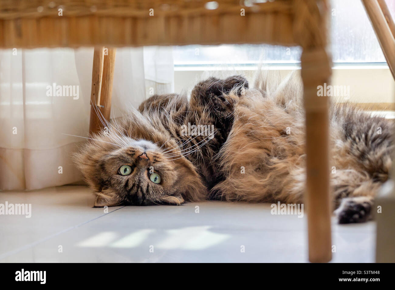 Cute fluffy cat enjoying the morning sun at home,domesticated animal portrait - Smartphone Captured Stock Image