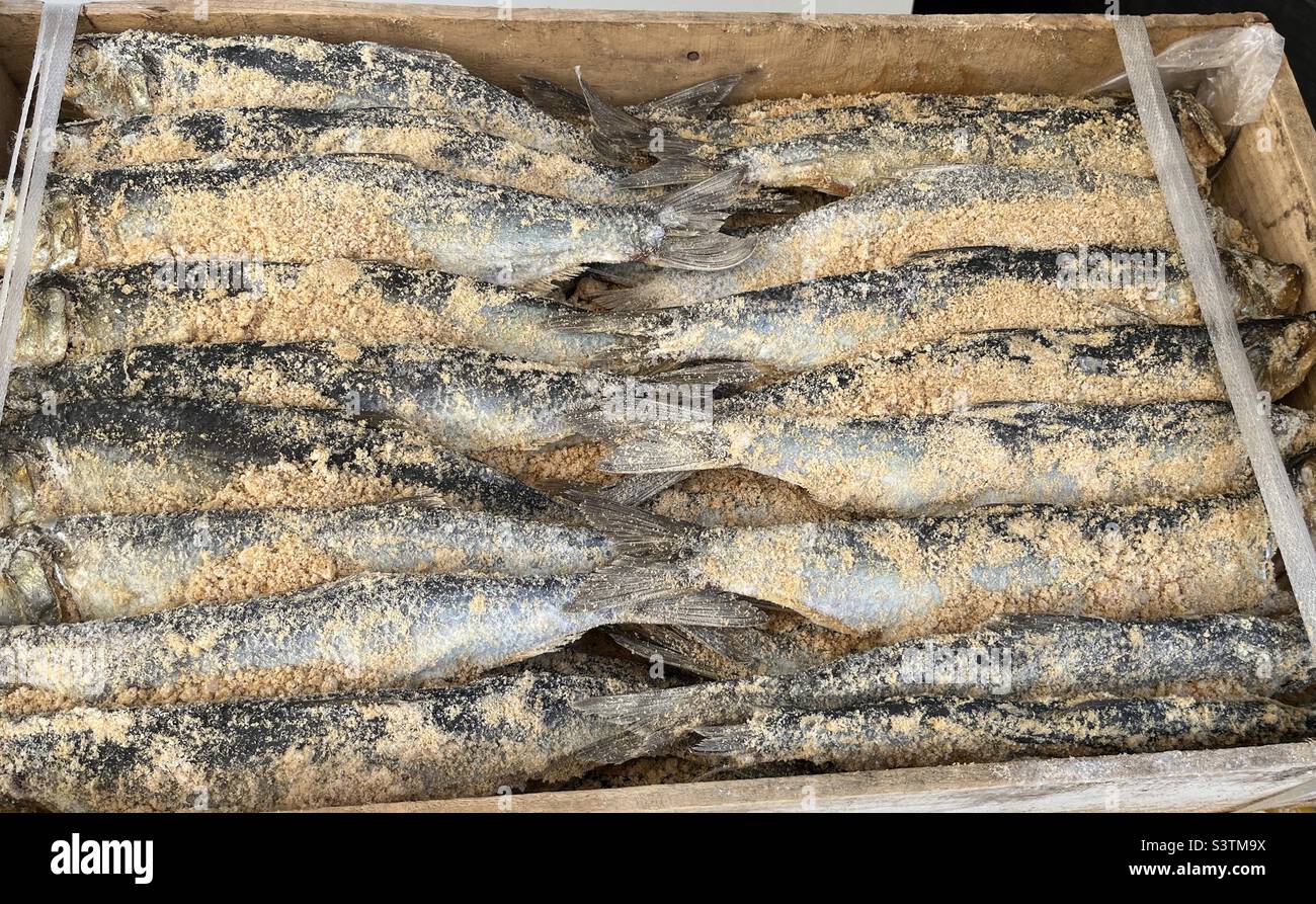 A box of Hokkaido herring packed in a wooden box and covered in rice bran, Rumoi, Japan - Smartphone Captured Stock Image