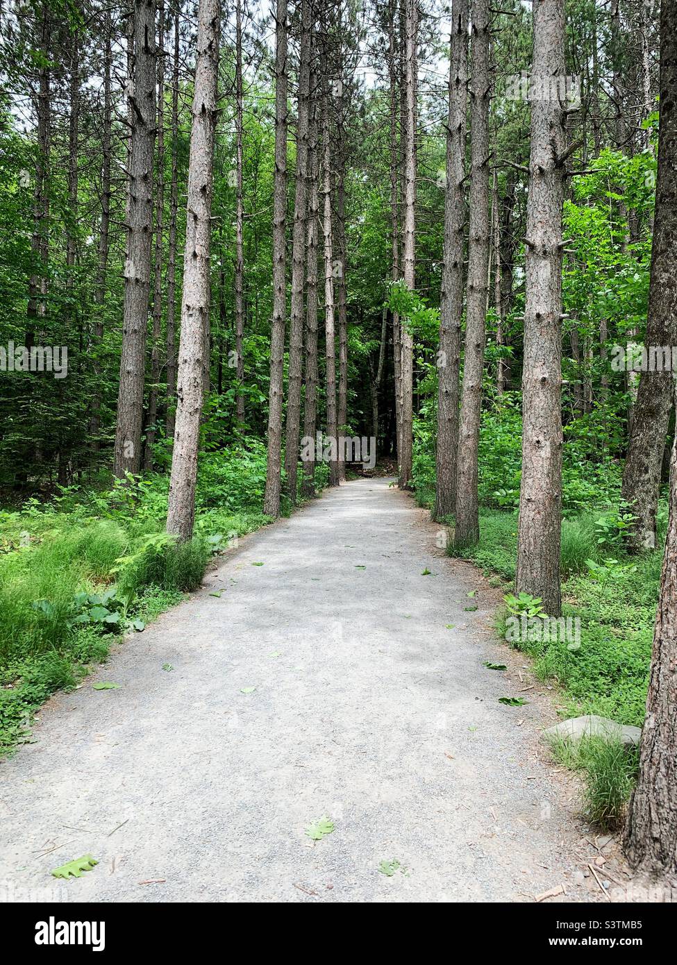 Clear path shows the way forward through tall trees in a forest - Smartphone Captured Stock Image