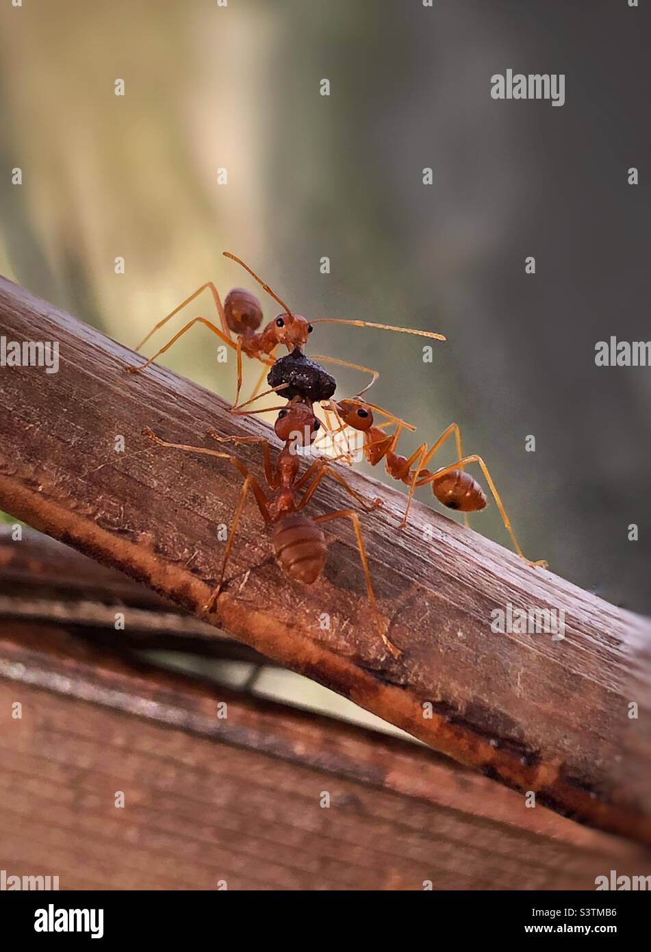 Ants and their food Stock Photo