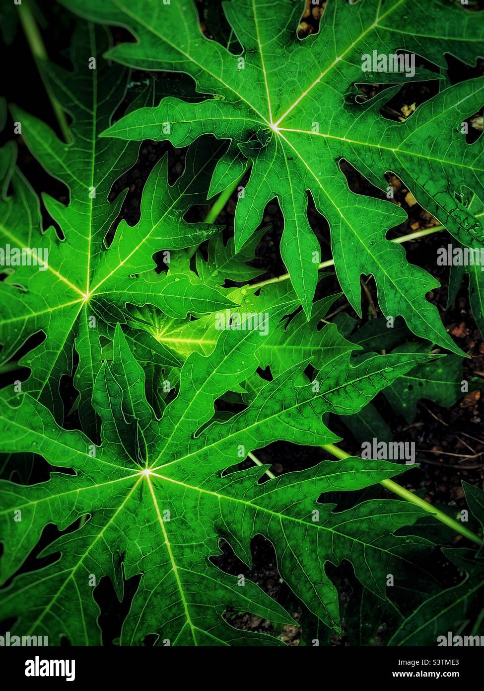 Green texture of the papaya leaf Stock Photo Alamy
