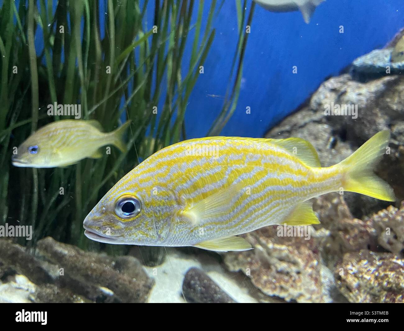 Yellow Striped Fish large Stock Photo Alamy