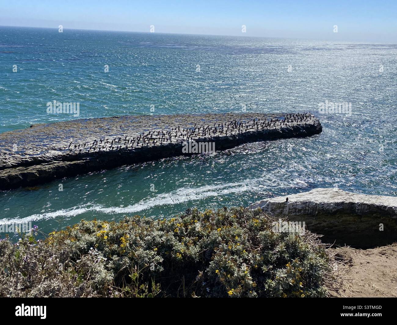 Coastal wildlife California Stock Photo